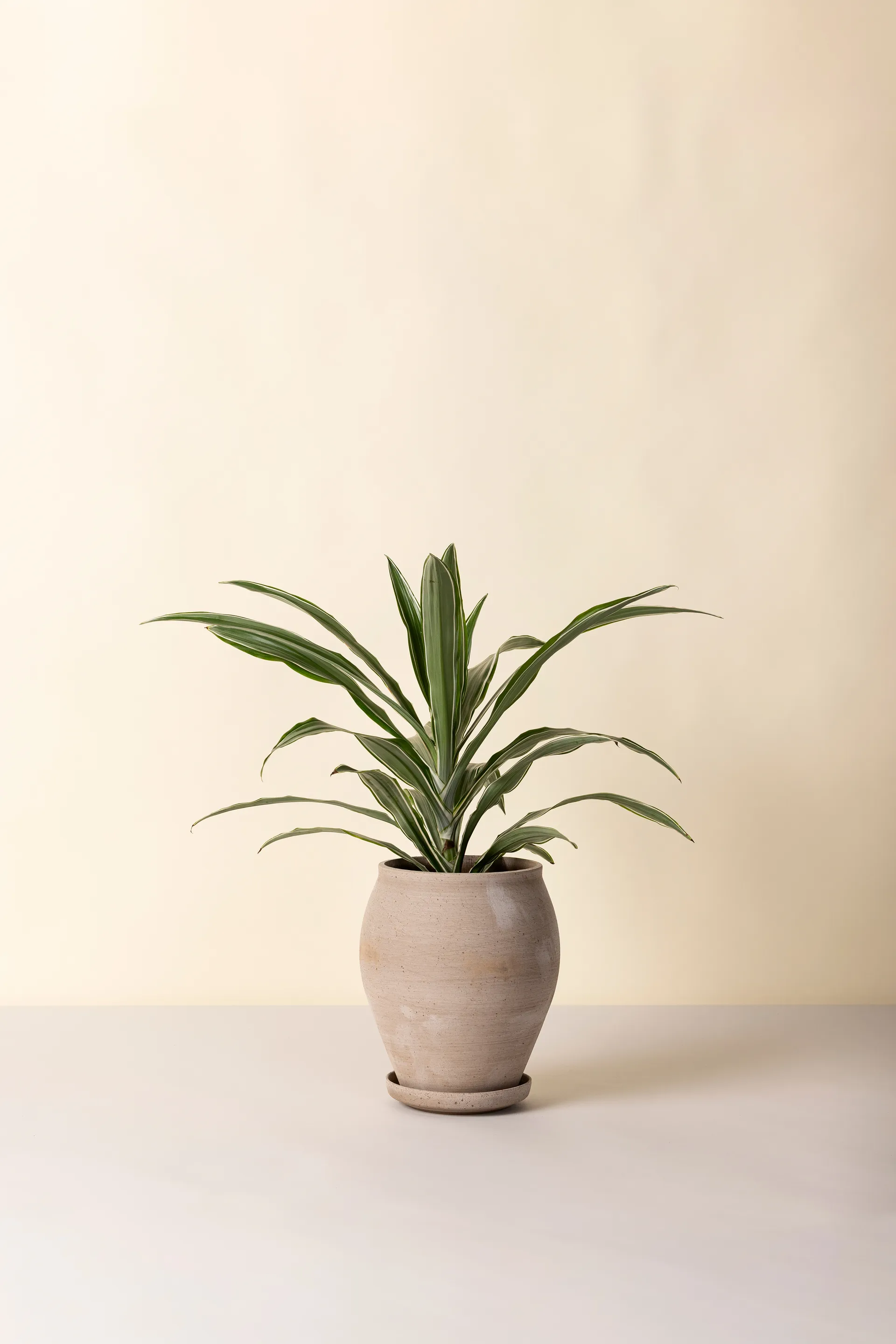 Delphi pot with saucer, 2 pieces, Grey, Ø22 cm, tall Bergs Potter