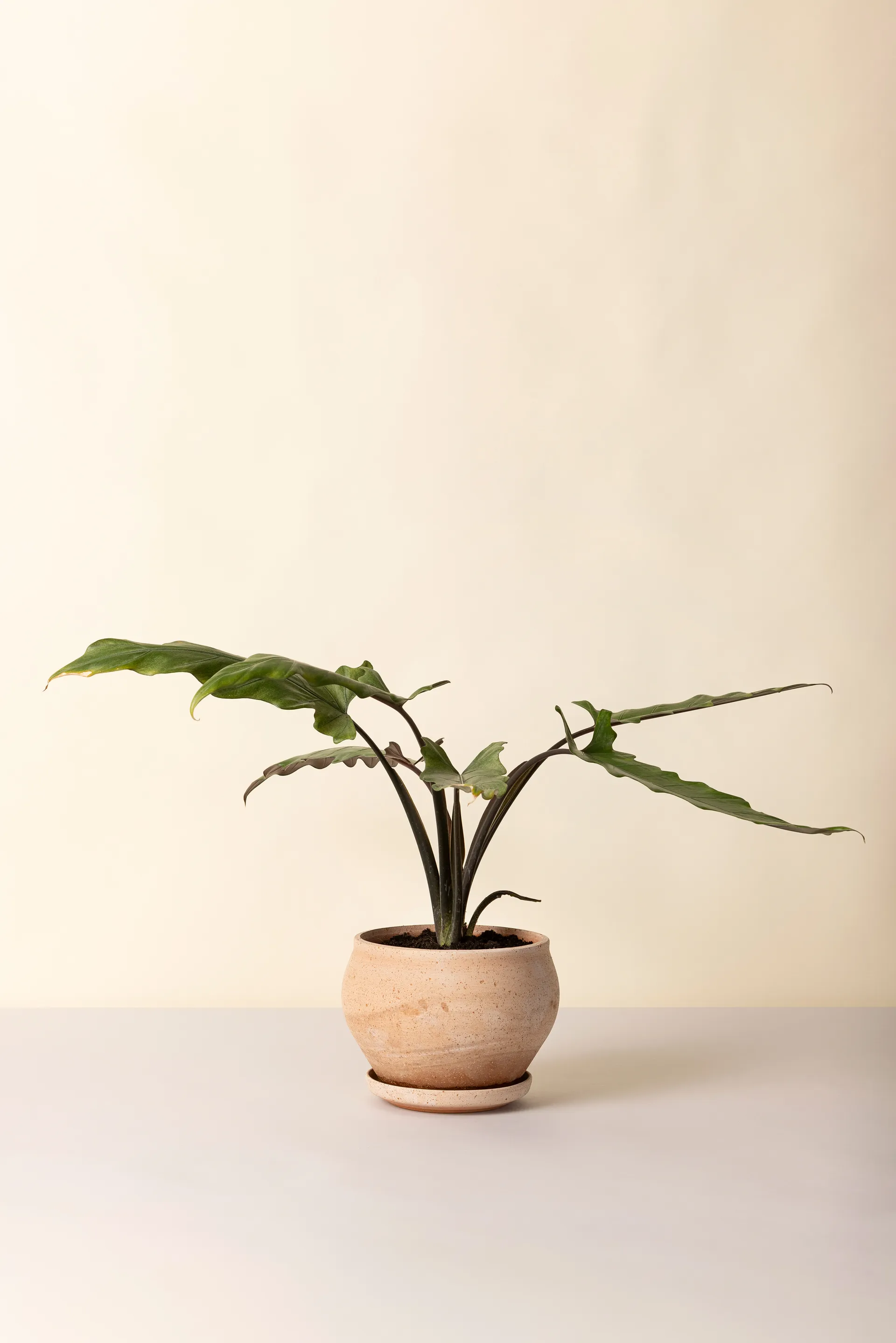 Delphi pot with saucer, 2 pieces, Pink, Ø24 cm, low Bergs Potter