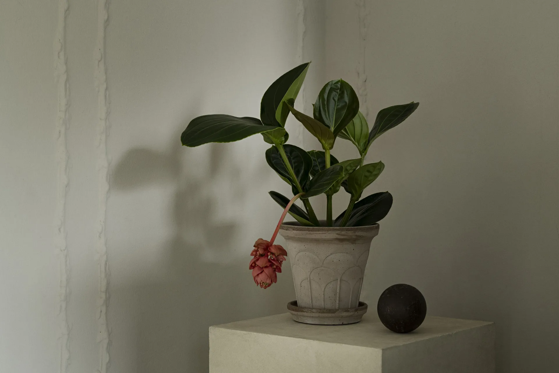 Fleur pot with saucer, 2 pieces, Grey, Ø18 cm Bergs Potter