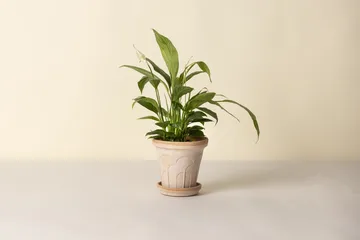 Fleur pot with saucer, 2 pieces - Pink, Ø16 cm - Bergs Potter