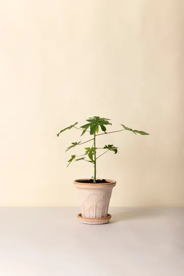 Fleur pot with saucer, 2 pieces - Pink, Ø21 cm - Bergs Potter