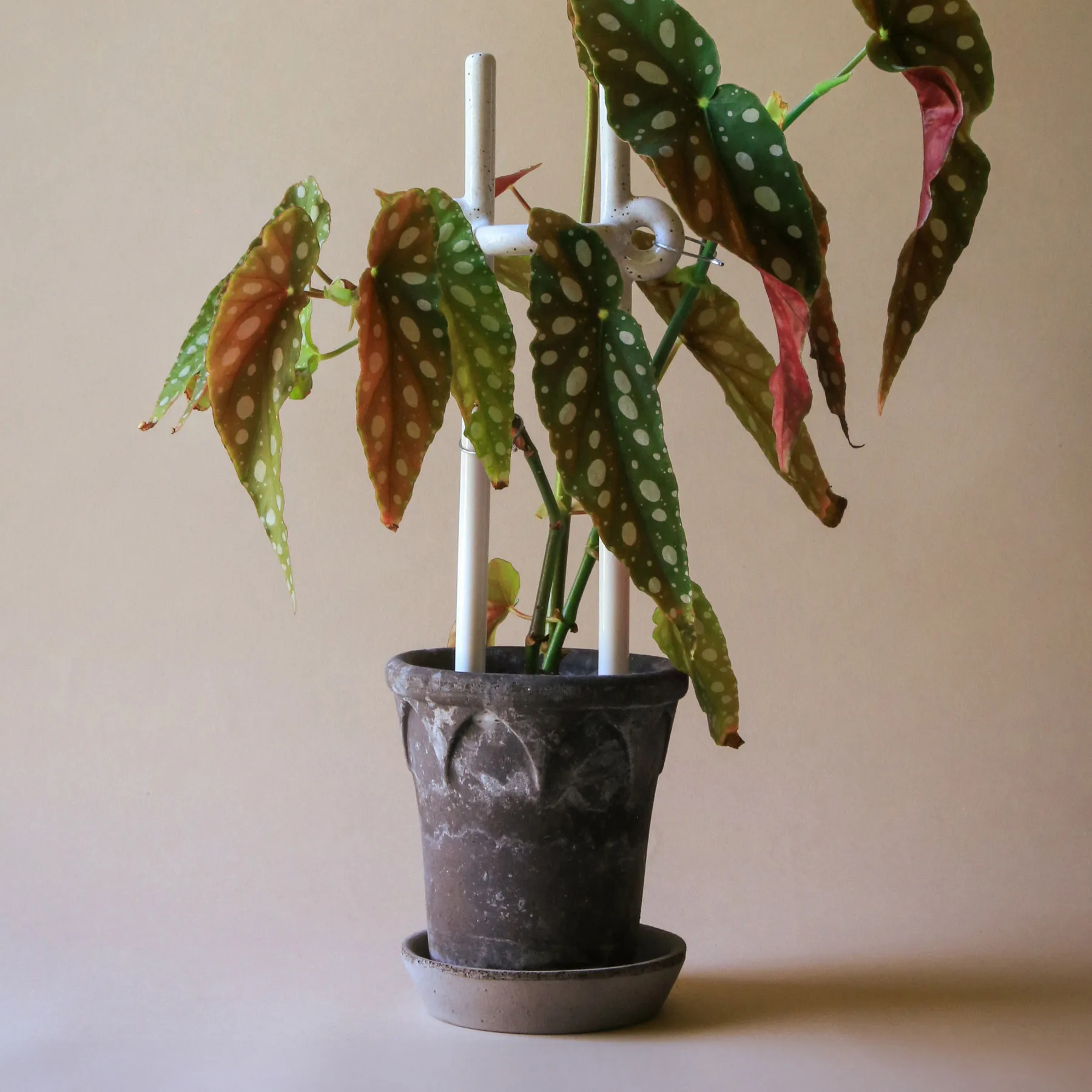 Folk Hinto plant support, Pebble White Bergs Potter