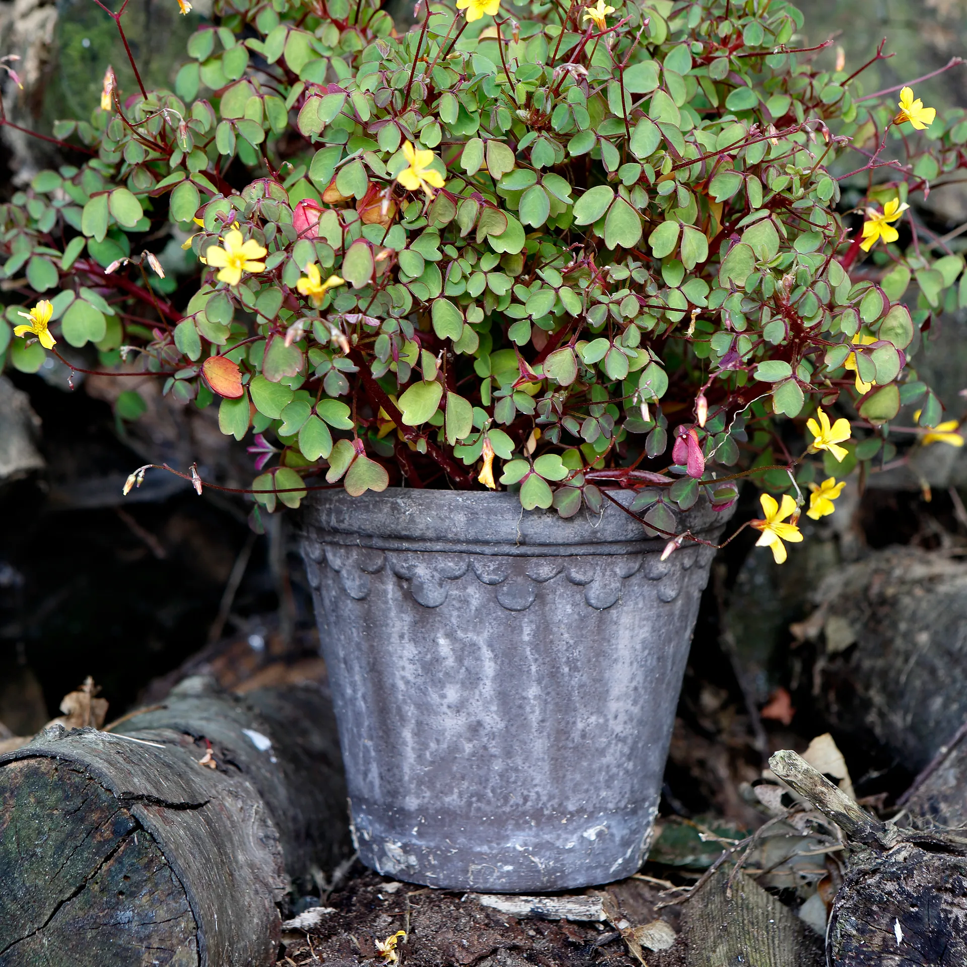 Københavner flower pot Ø16 cm, Grey Bergs Potter