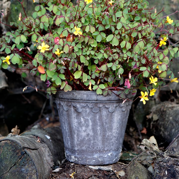 Københavner flower pot Ø16 cm, Grey Bergs Potter