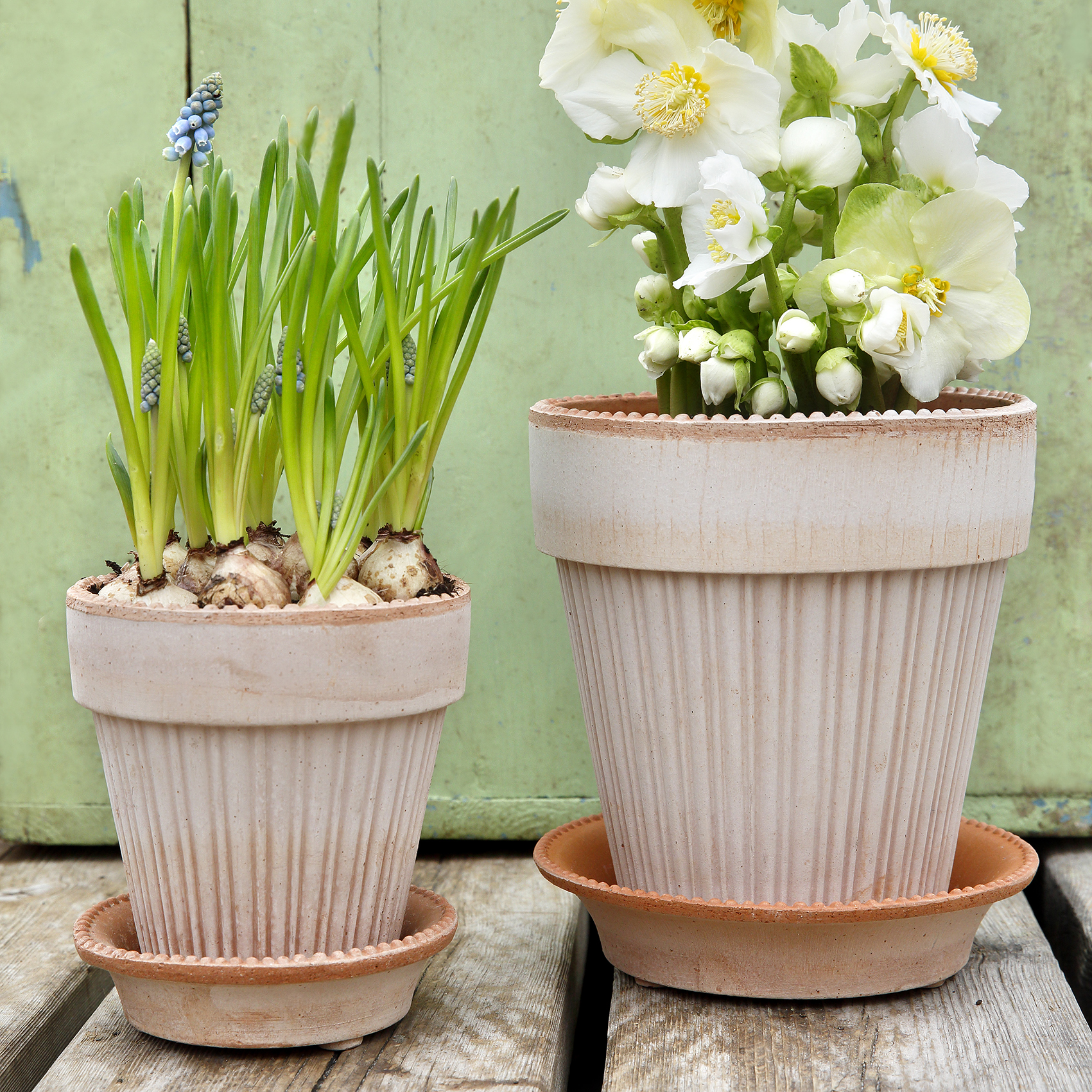 バーグスポッター　シモーナ　Simona 18 Bergs Potter Simona Pot – Crimson Horticultural Rarities