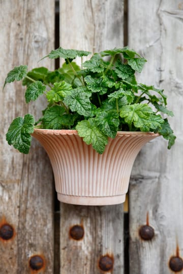 Wall Daisy wall-flower pot Ø30 cm - pink - Bergs Potter