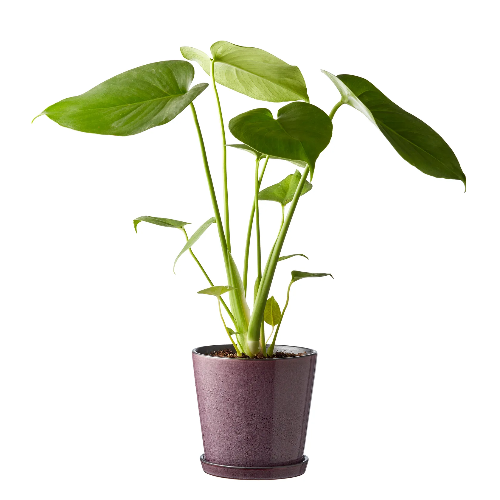 Bitz flower pot with saucer Ø14 cm, purple-black Bitz