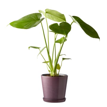 Bitz flower pot with saucer Ø14 cm - purple-black - Bitz