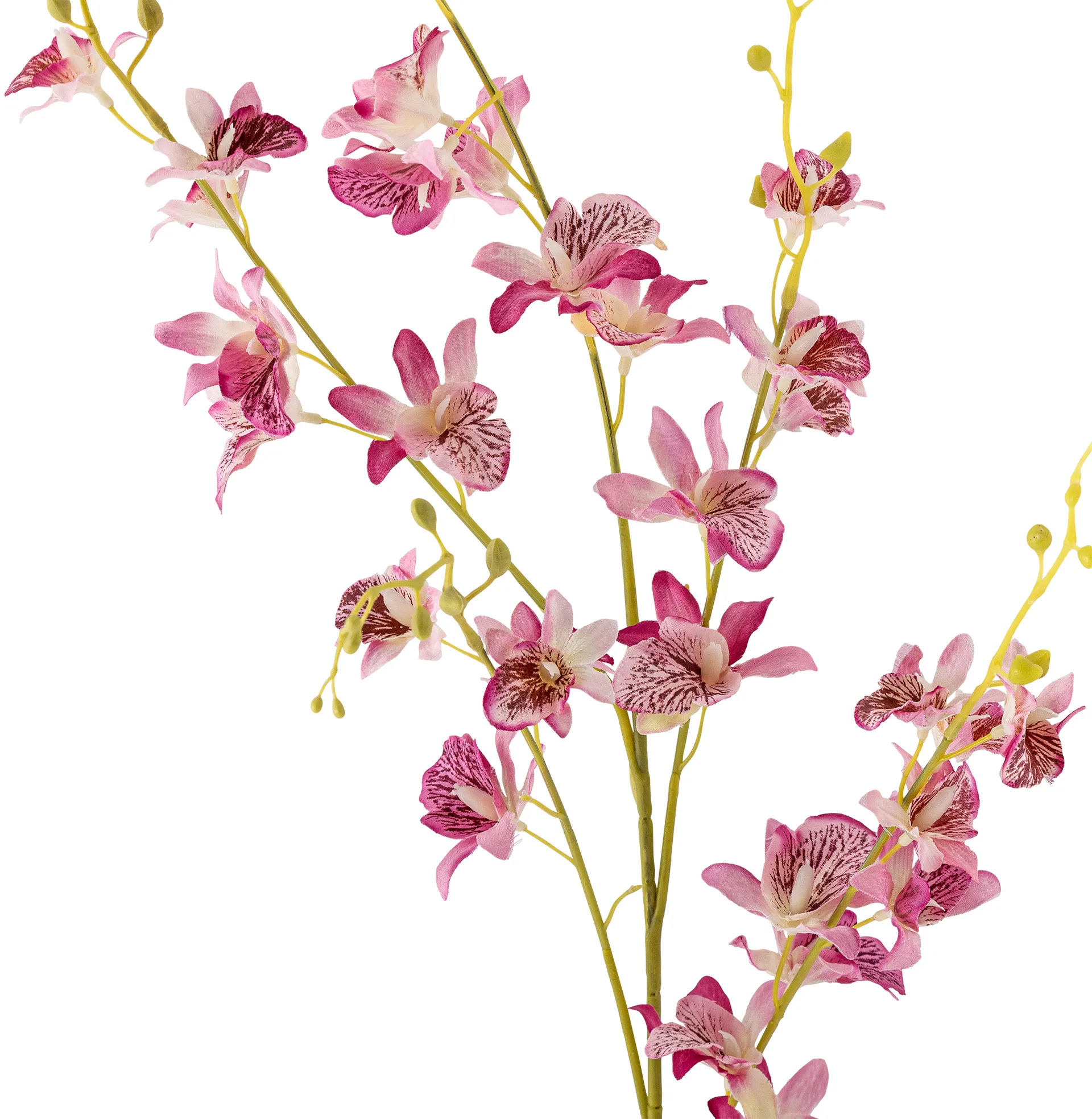 Stem orchid wax flower, Pink Bloomingville