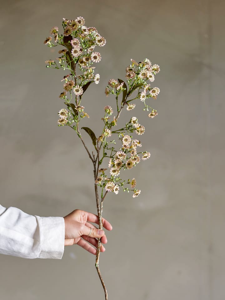 Stem wax flower, White Bloomingville