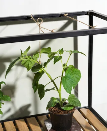 Grower Greens plant cabinet - Black, 81x137 cm - Brafab