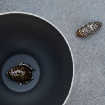 Salt- & pepper shaker beetles - brown - By On