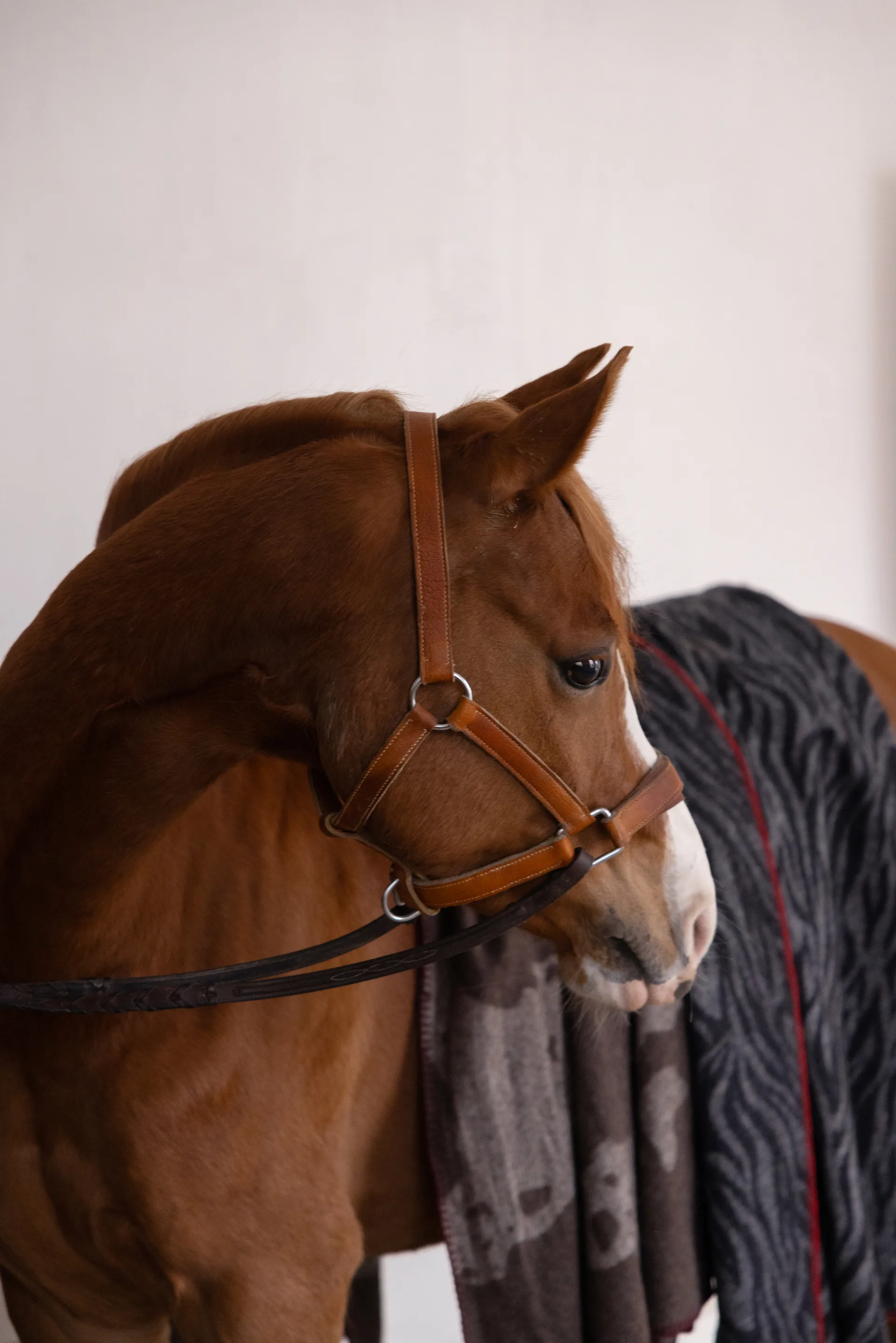 Anima blanket 130x200 cm, Zebra Byon