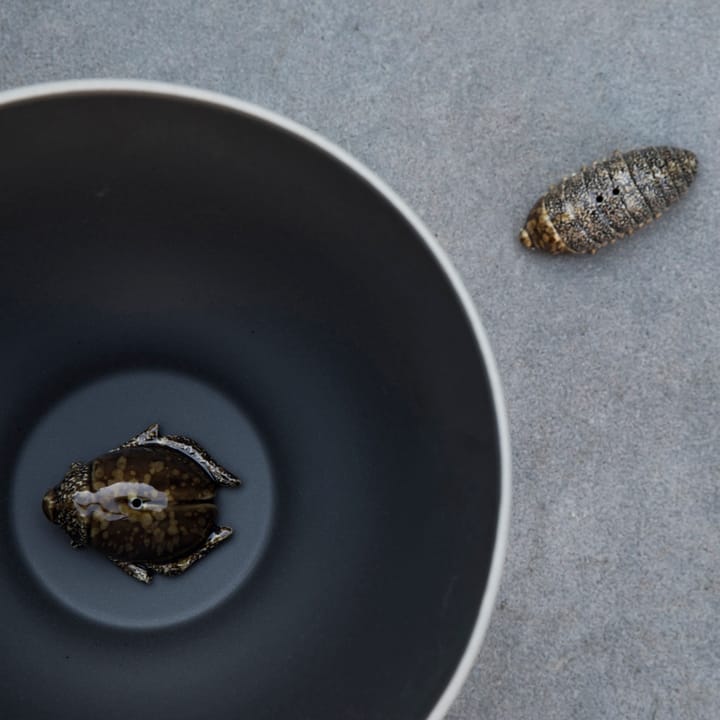 Salt- & pepper shaker beetles - brown - Byon