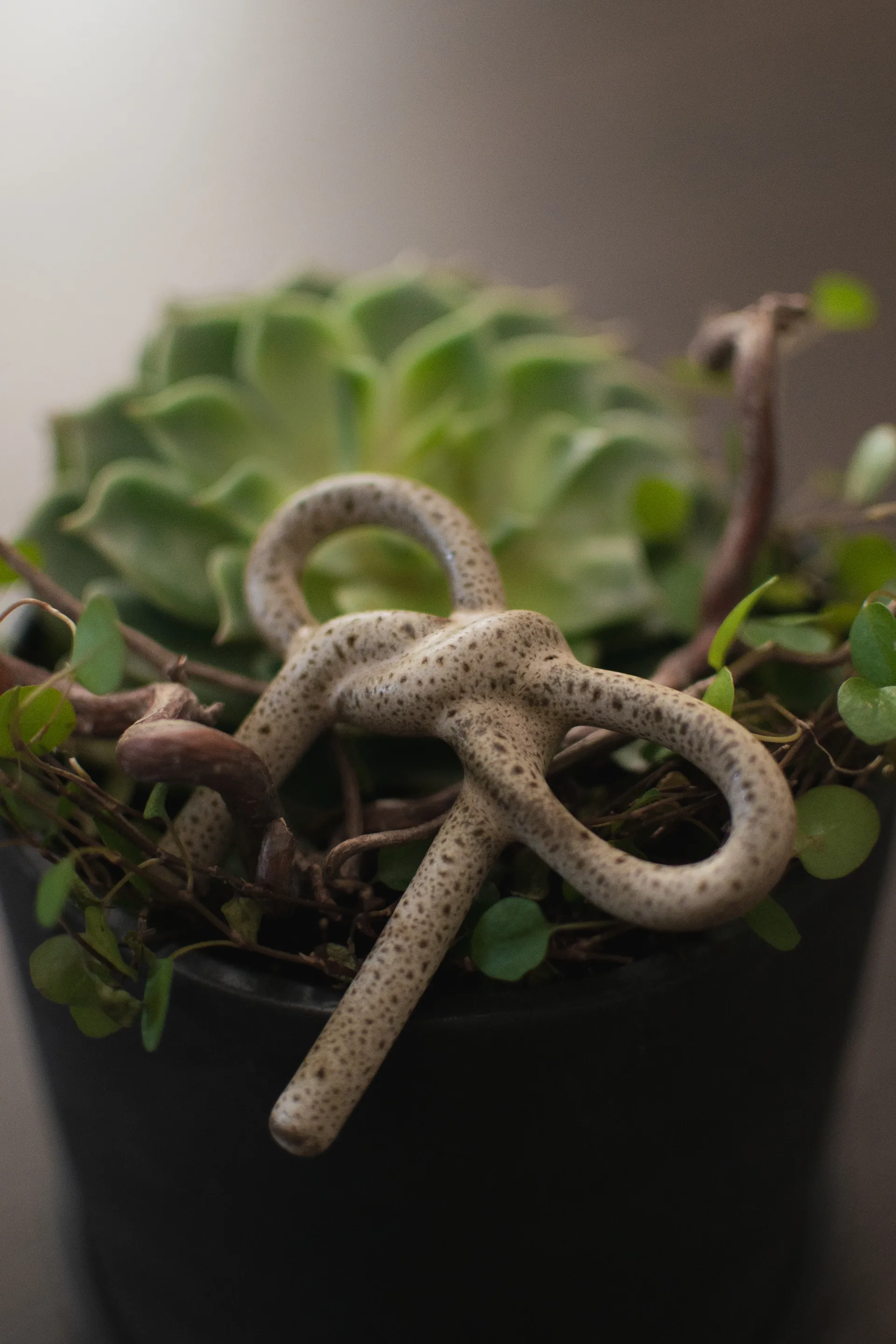 Bow floral decoration, Beige DBKD