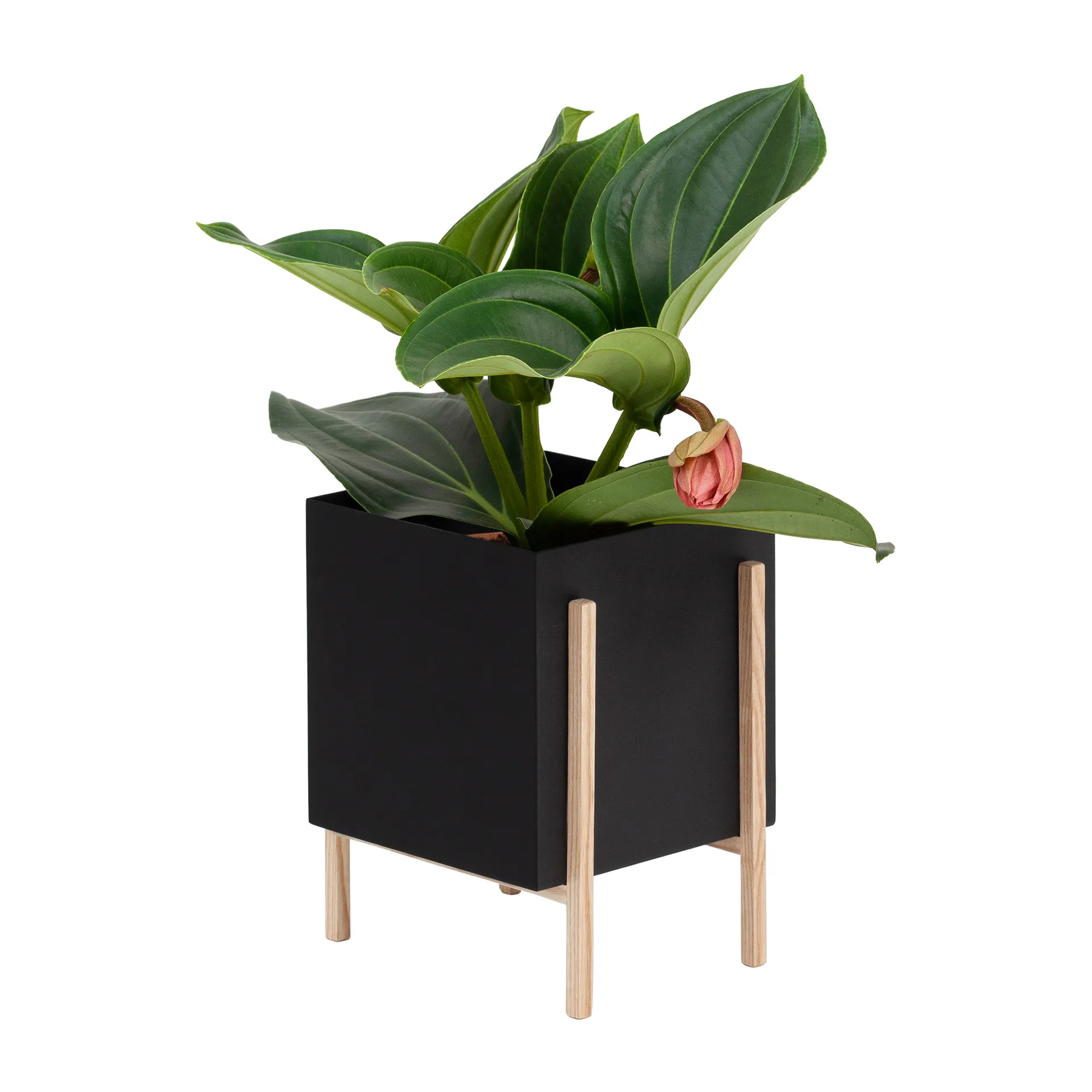 Botanic pot flower pot, Black-box Design House Stockholm