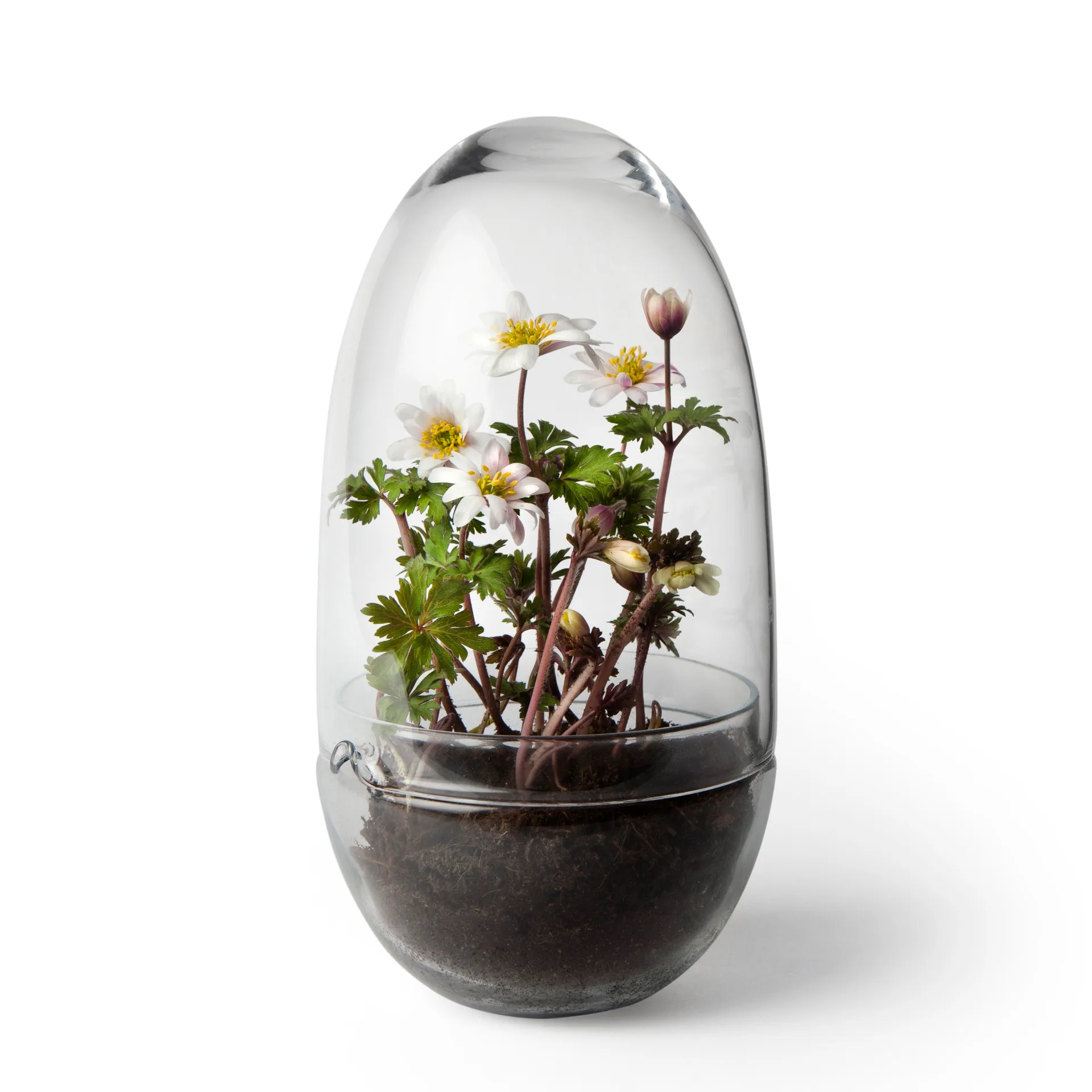 Grow greenhouse, Medium Ø11 cm Design House Stockholm