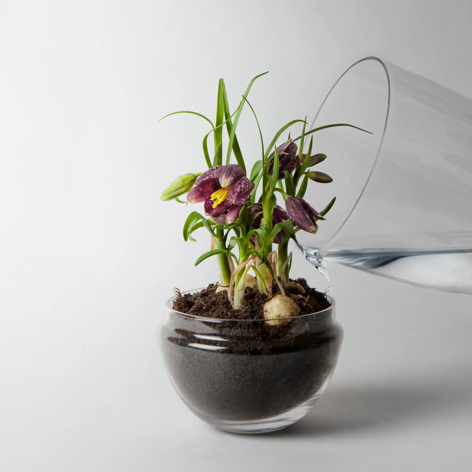 Grow greenhouse, Medium Ø11 cm Design House Stockholm