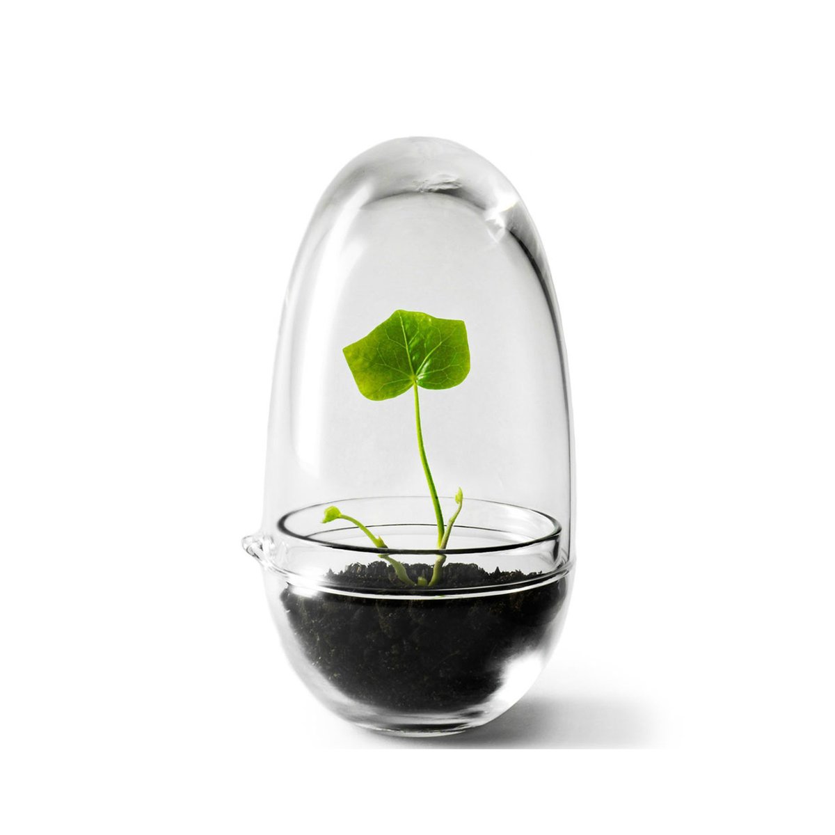 Design House Stockholm Grow greenhouse small o8 cm | Scandinavian Design | Flower pots | Transparent