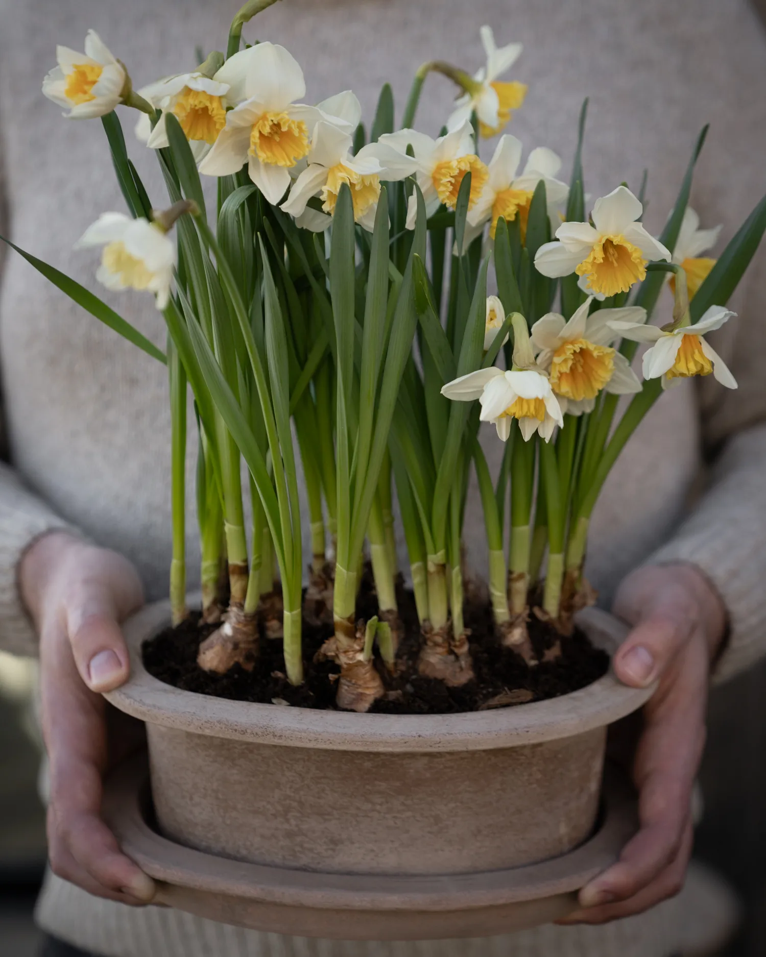 Ernst terracotta pot oval 2 pieces, Brown ERNST