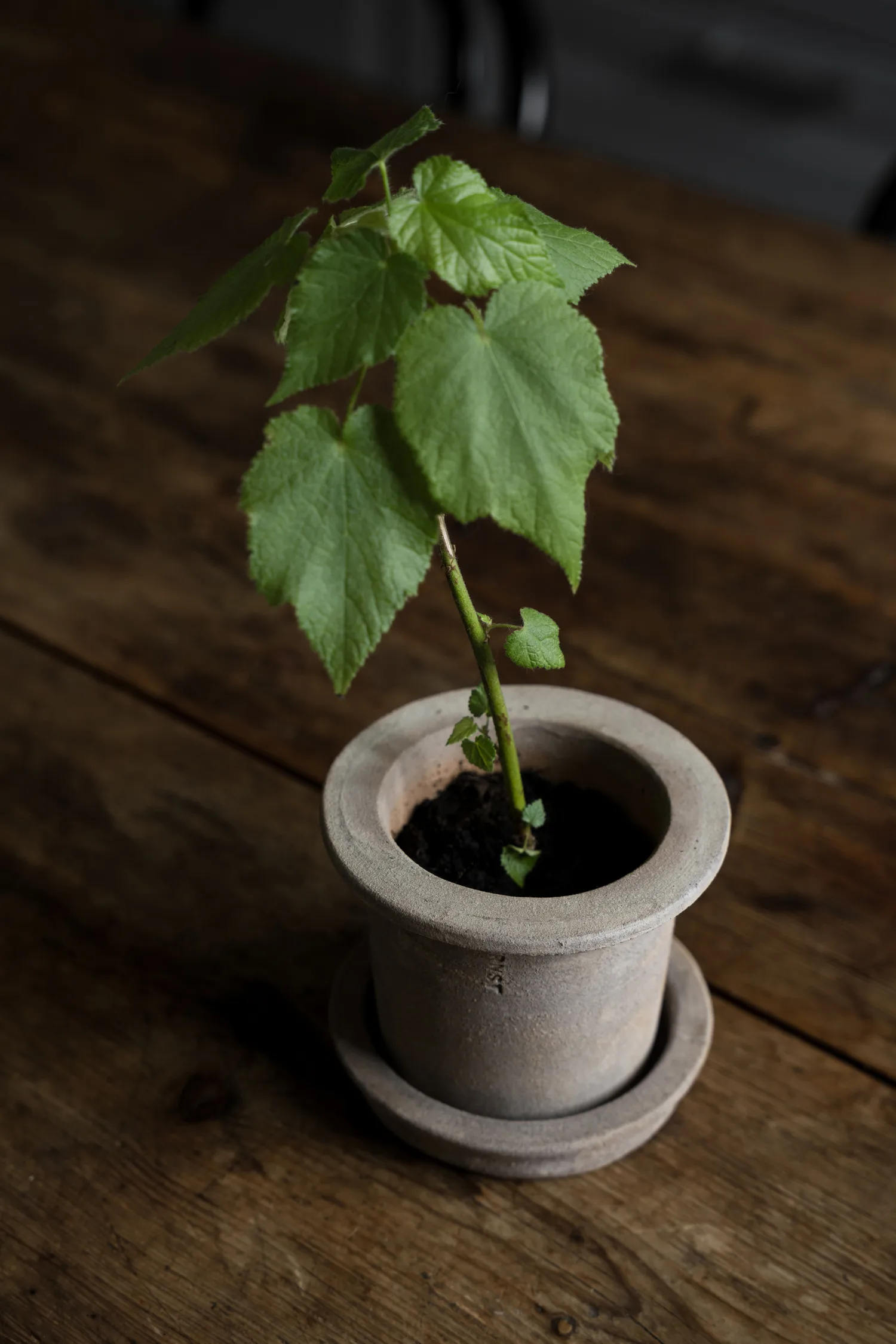 Ernst terracotta pot with saucer, Ø12x10 cm ERNST
