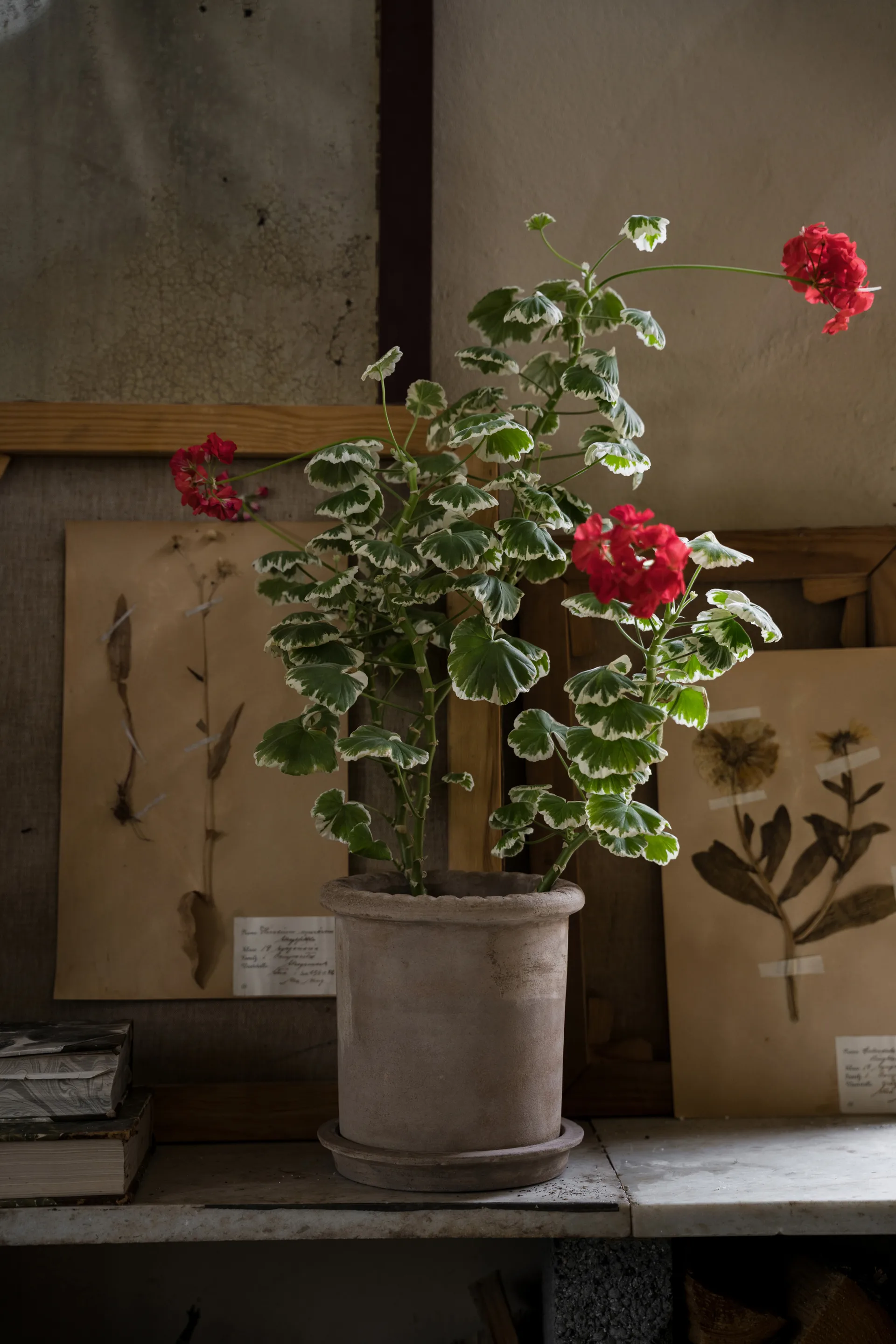 Ernst terracotta pot with saucer, Ø20x20 cm ERNST