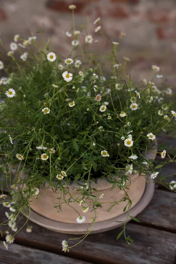 Ernst terracotta pot with saucer - Ø33x12 cm - ERNST
