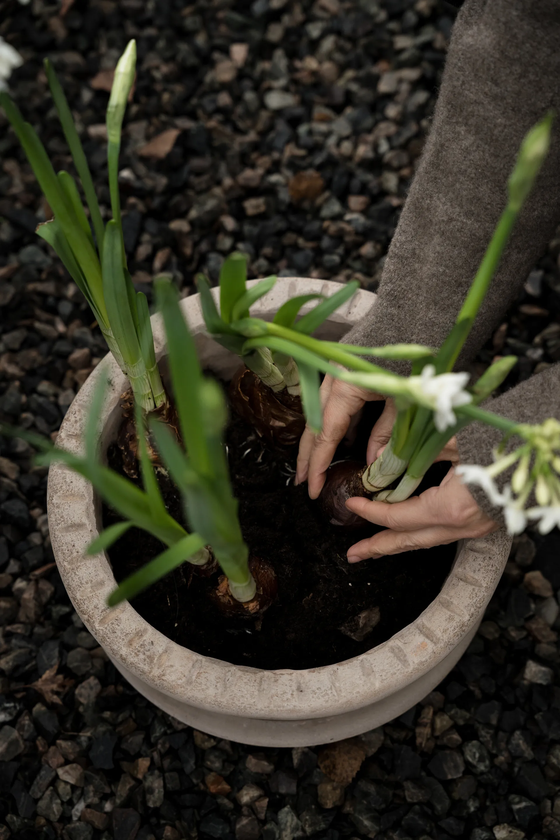 Ernst terracotta pot with saucer, Ø33x12 cm ERNST