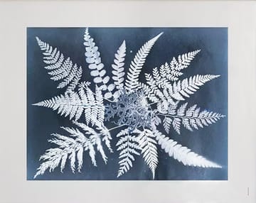 Fern star poster - 40x50 cm - Fine Little Day