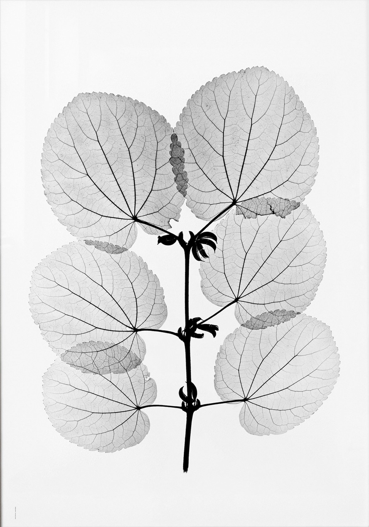 Fine Little Day Katsura poster 70x100 cm | Scandinavian Design | Posters | Black