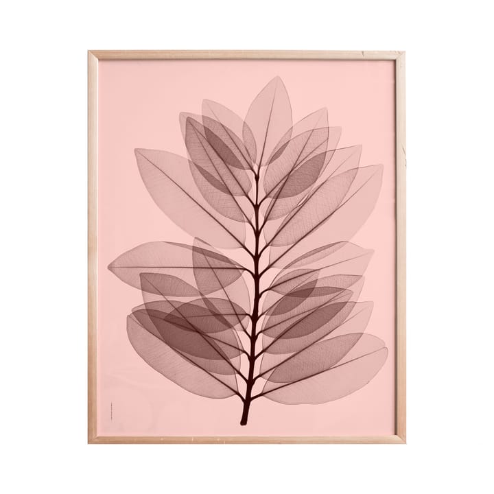 Metrosideros excelsa poster - 40x50 cm - Fine Little Day