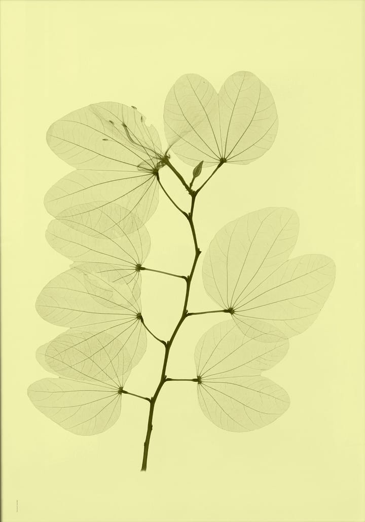 Orchid bauhinia poster, 70x100 cm Fine Little Day