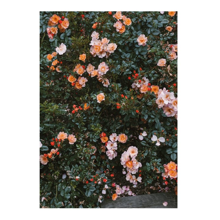 Rose poster - 70x100 cm - Fine Little Day