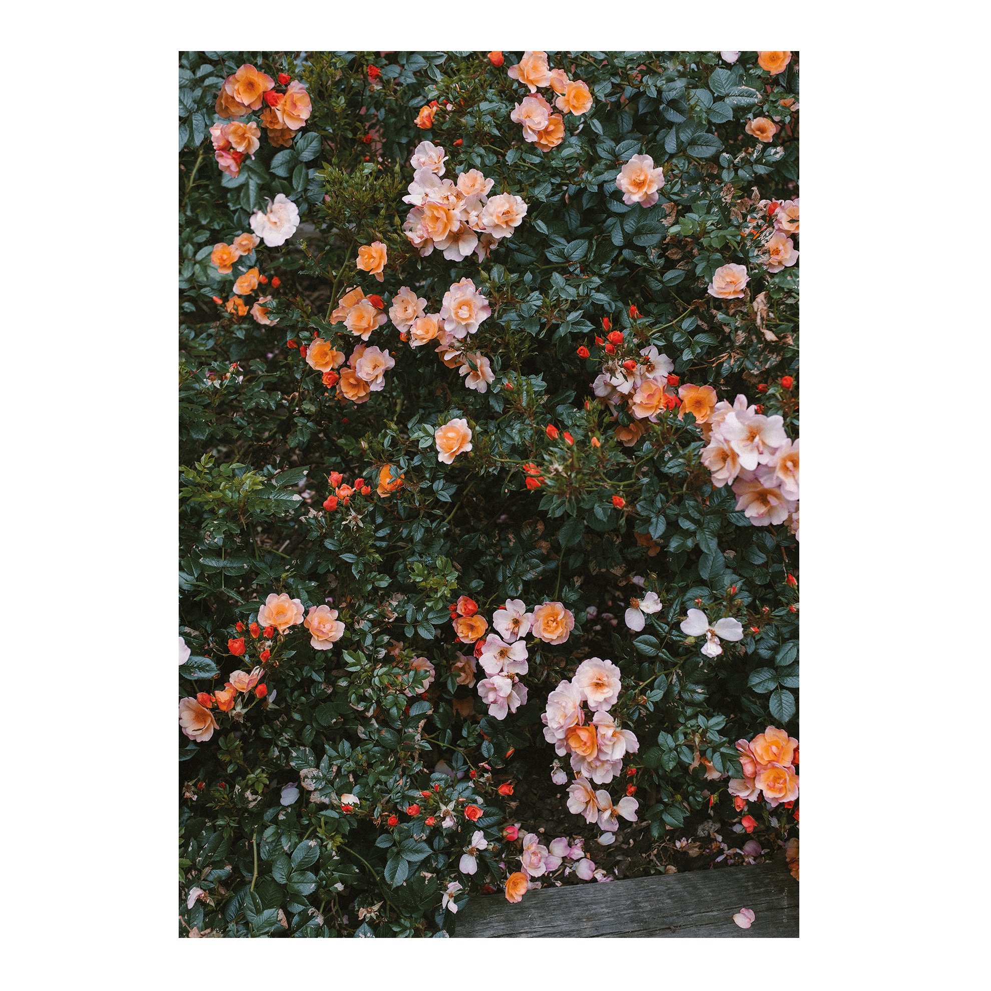 Rose poster, 70x100 cm