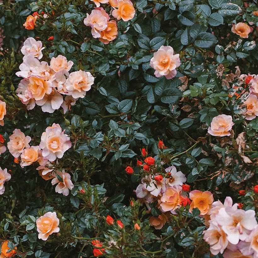 Rose poster, 70x100 cm