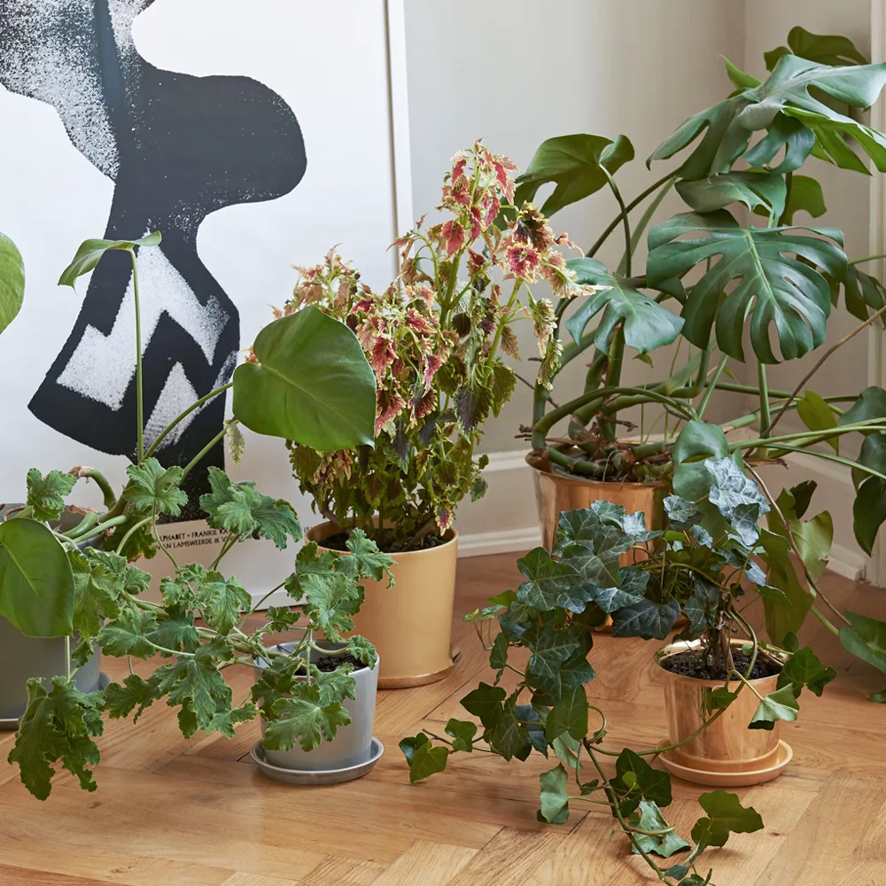 Botanical Family flower pot, Dusty green, medium, with saucer Ø13.5 cm HAY