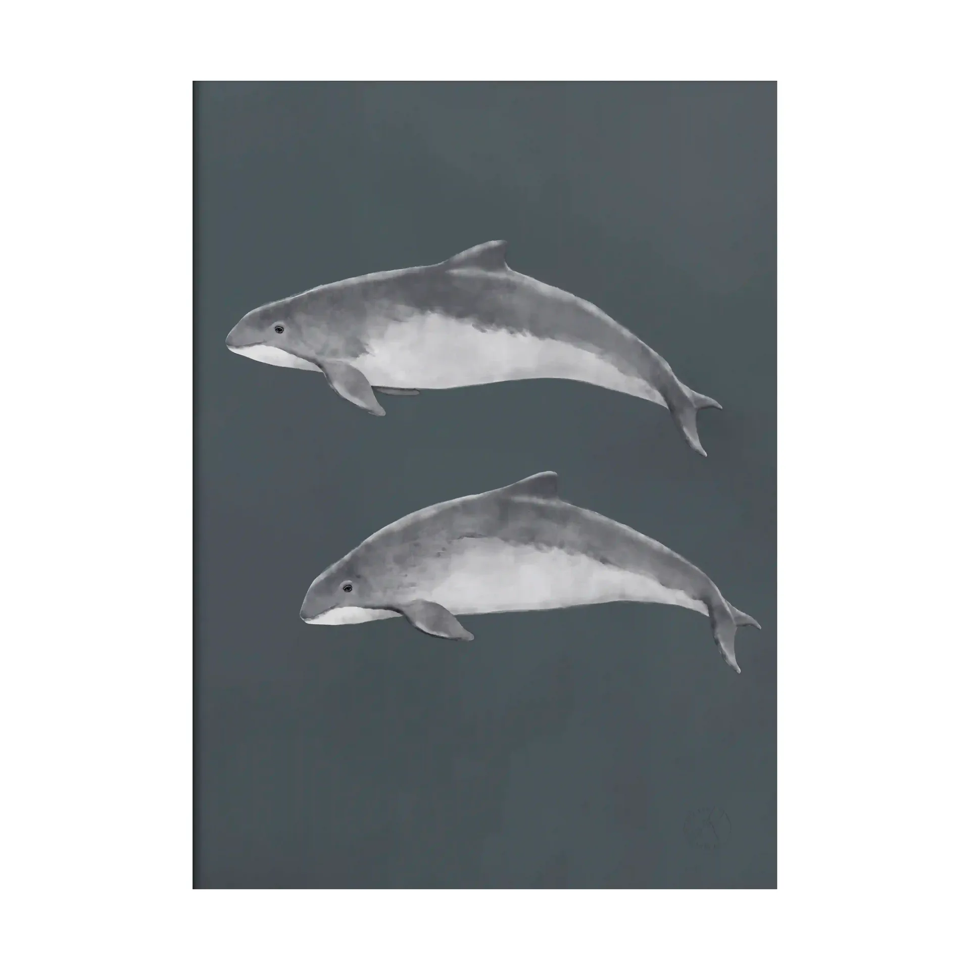 Baltic porpoise poster, 30x40 cm Kunskapstavlan®