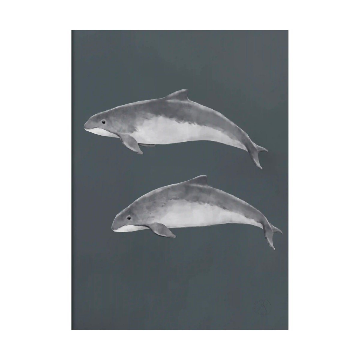 Kunskapstavlan Baltic porpoise poster 30x40 cm | Scandinavian Design | Posters | Multi