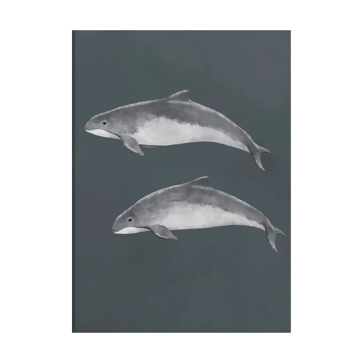 Kunskapstavlan Baltic porpoise poster 50x70 cm | Scandinavian Design | Posters | Multi