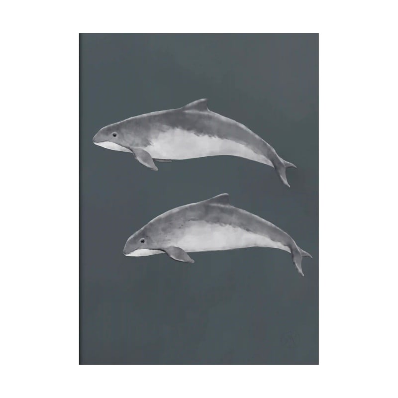 Kunskapstavlan® Baltic porpoise poster 50x70 cm