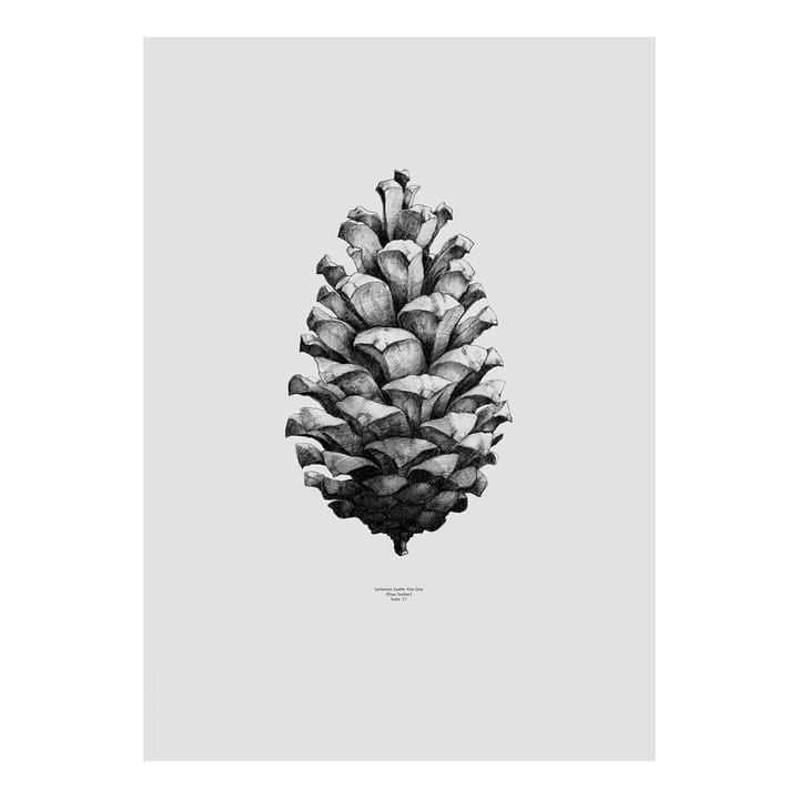 1:1 Pine cone poster - grey, 50x70 cm - Paper Collective