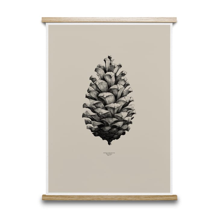 1:1 Pine cone poster - sand, 50x70 cm - Paper Collective