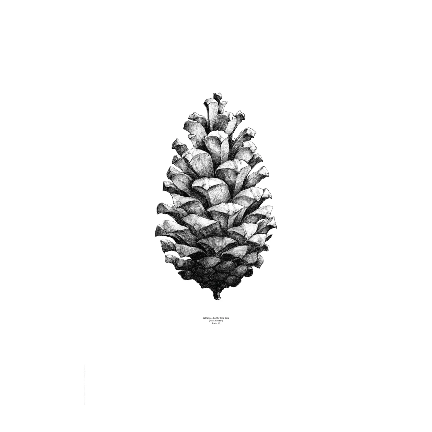 1:1 Pine cone poster, white, 50x70 cm Paper Collective