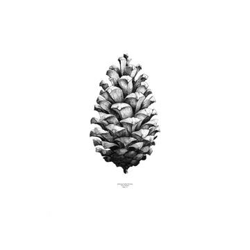 1:1 Pine cone poster - white, 50x70 cm - Paper Collective