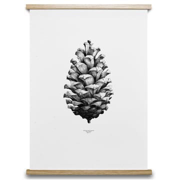 1:1 Pine cone poster - white, 50x70 cm - Paper Collective