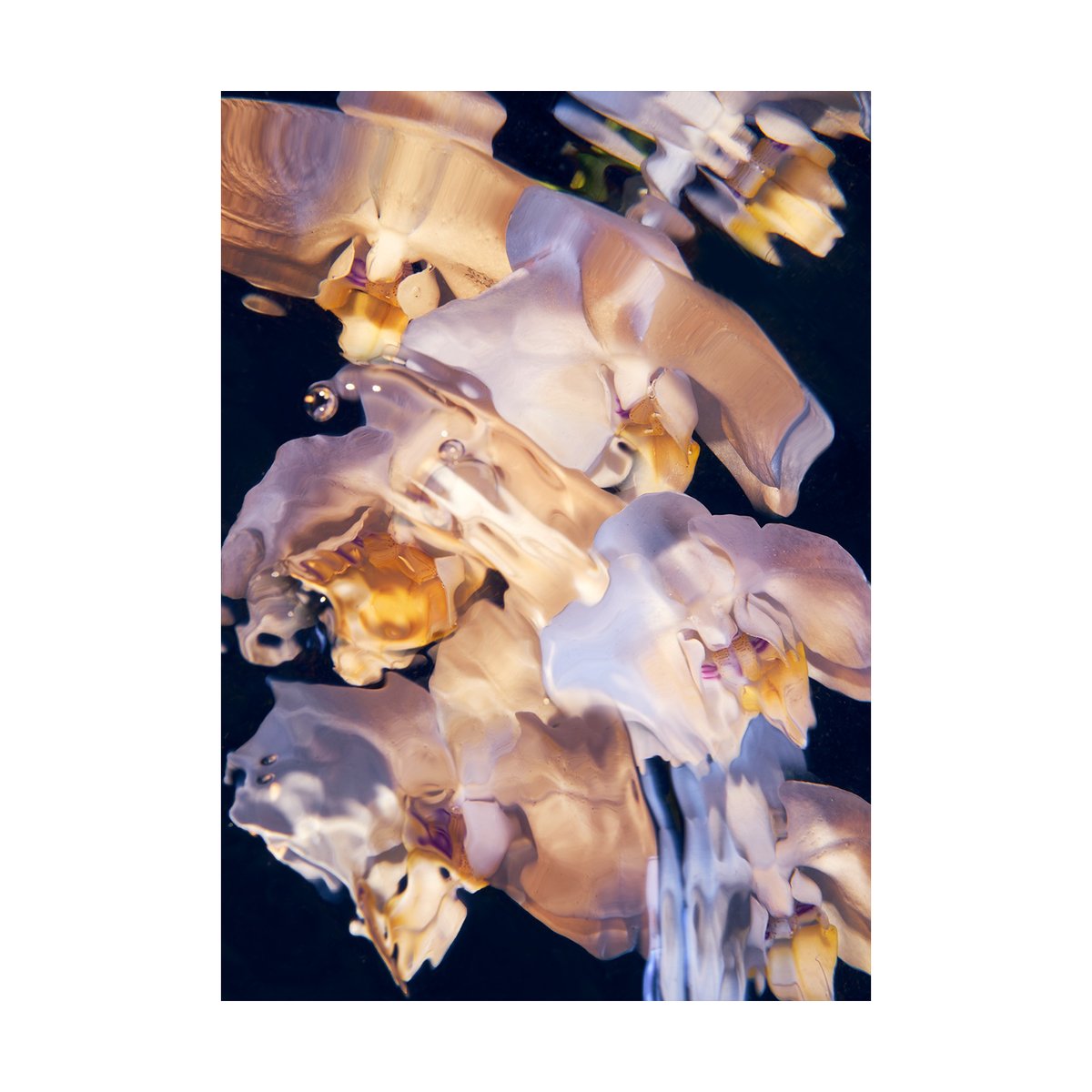 Paper Collective Flora Aquatica 01 poster 50x70 cm | Scandinavian Design | Posters | Multi