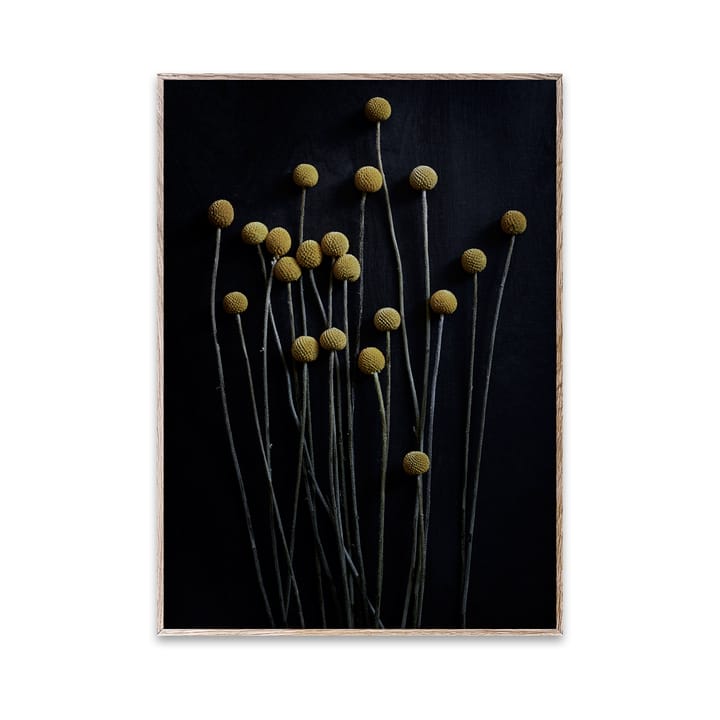 Sto Life 01 Yellow Drumsticks poster - 30x40 cm - Paper Collective