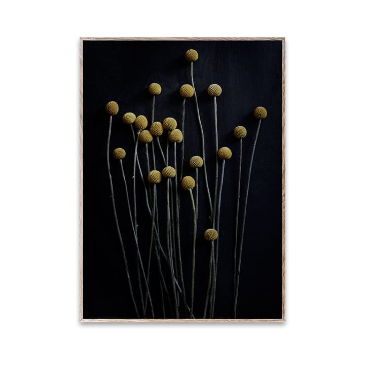 Sto Life 01 Yellow Drumsticks poster, 30x40 cm Paper Collective