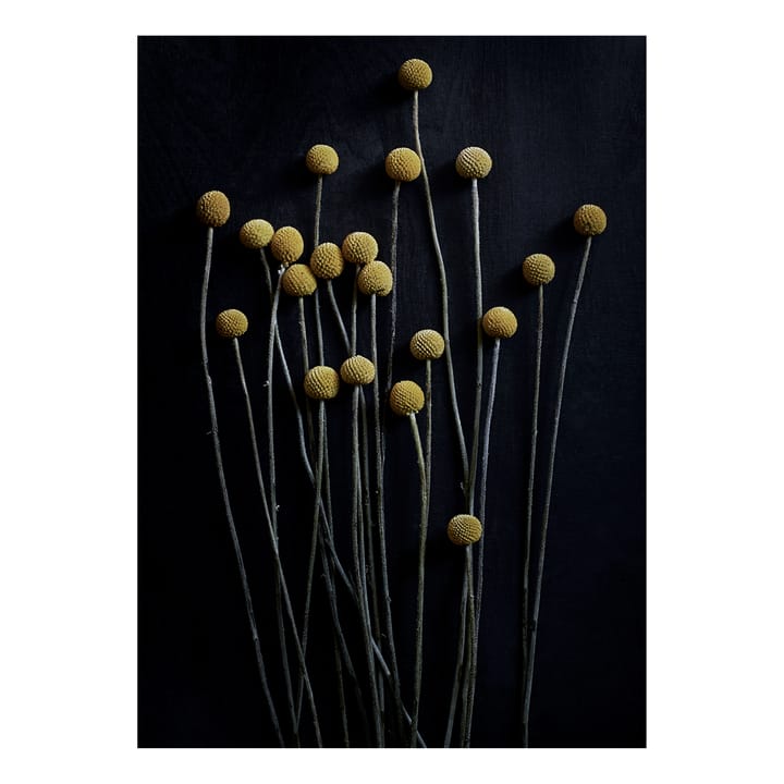 Sto Life 01 Yellow Drumsticks poster - 50x70 cm - Paper Collective