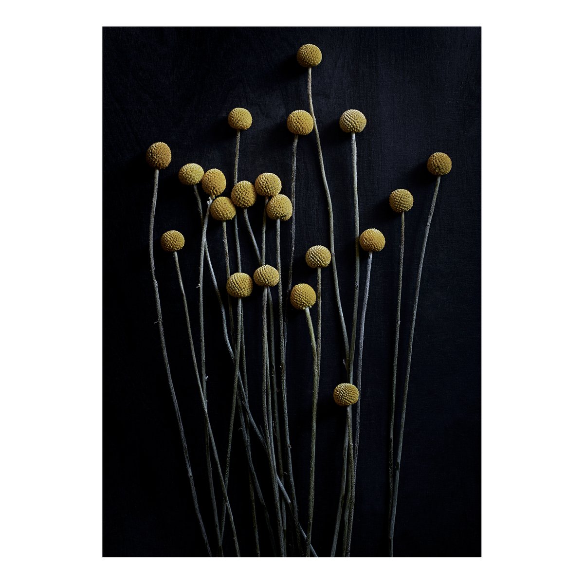 Paper Collective Sto Life 01 Yellow Drumsticks poster 50x70 cm